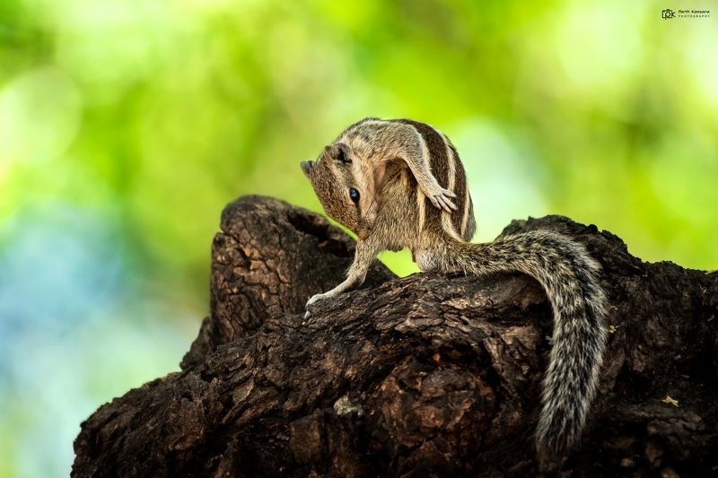 three-striped palm squirrel, funambulus palmarum, grk, greater rann of kutch, nature, 35awards, 35photo, wildlife, birds, birds of india, parth kansara, parth kansara wildlife, indian wildlife, photo, photography, kutch, birds of kutch, nakhatrana, kutch  three-striped palm squirrel (Funambulus palmarum)photo preview
