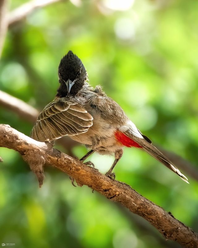 red-vented bulbul, pycnonotus cafer, grk, greater rann of kutch, nature, 35awards, 35photo, wildlife, birds, birds of india, parth kansara, parth kansara wildlife, indian wildlife, photo, photography, kutch, birds of kutch, nakhatrana, kutch wildlife, Red-vented Bulbul (Pycnonotus cafer)photo preview