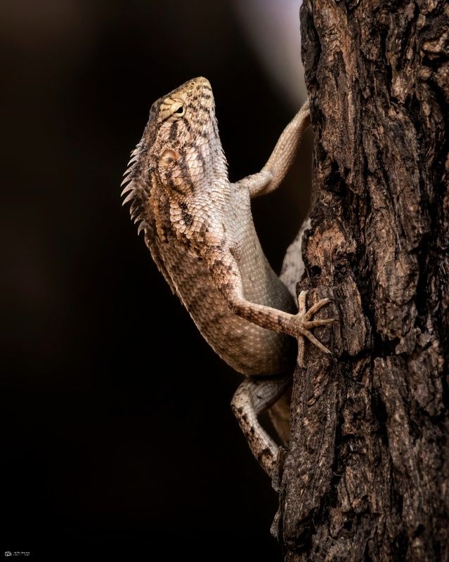 oriental garden lizard, calotes versicolor, grk, greater rann of kutch, nature, 35awards, 35photo, wildlife, birds, birds of india, parth kansara, parth kansara wildlife, indian wildlife, photo, photography, kutch, birds of kutch, nakhatrana, kutch wildli oriental garden lizard (Calotes versicolor)photo preview
