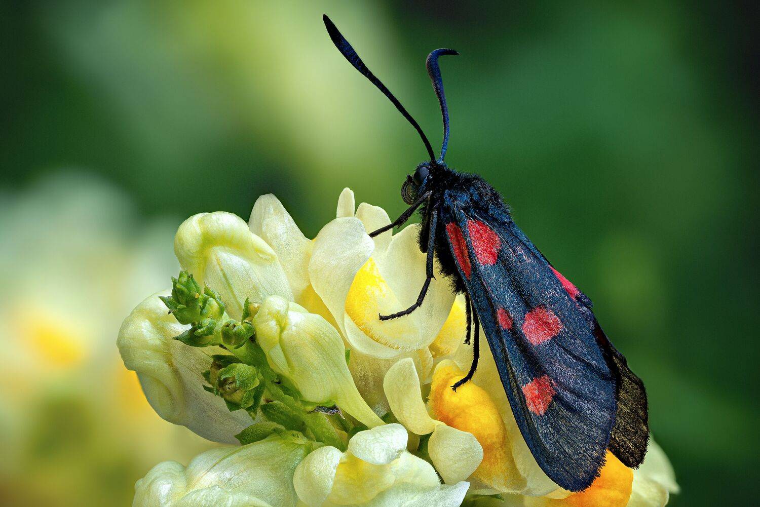 , Антон Финевич