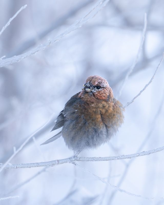 -42°…photo preview