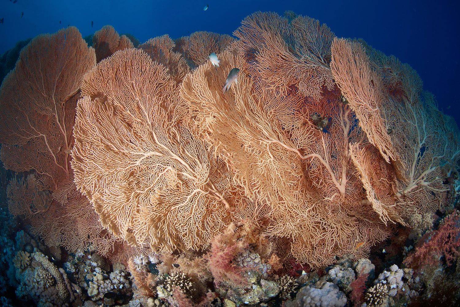 подводная фотосъемка, коралловый риф, дайвинг, море, горгонарии, коралл, PAVEL PEREPECHAEV