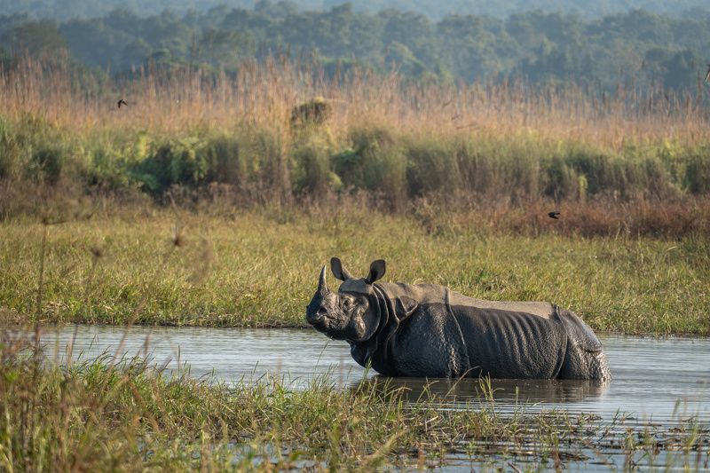 носорог, непал, читван, джунгли, nepal, chitwan, jungle, rhino  фото превью