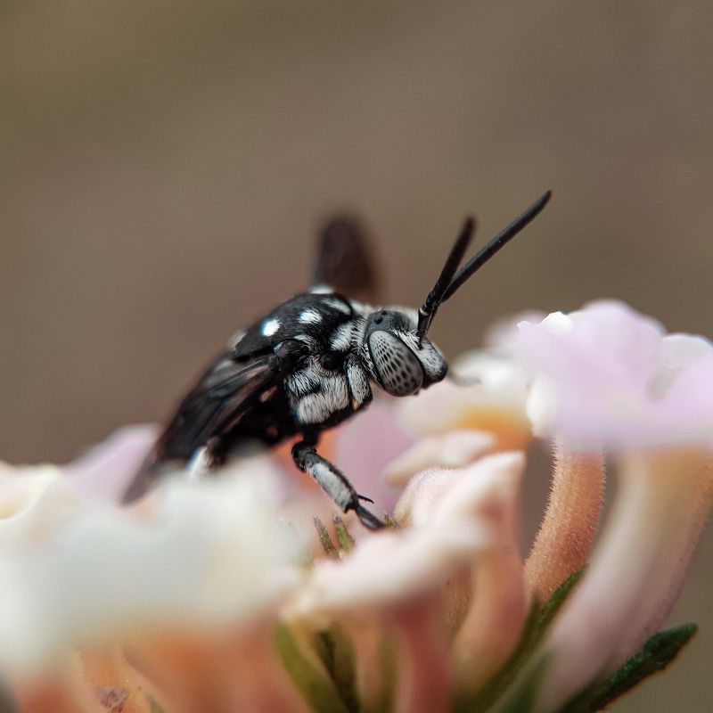 Macro  A little bee sits on a flowers. Mobile photography photo preview