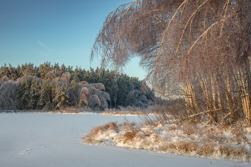 утро мороз лед рассвет серково наледь Склоняясь в реверансе фото превью