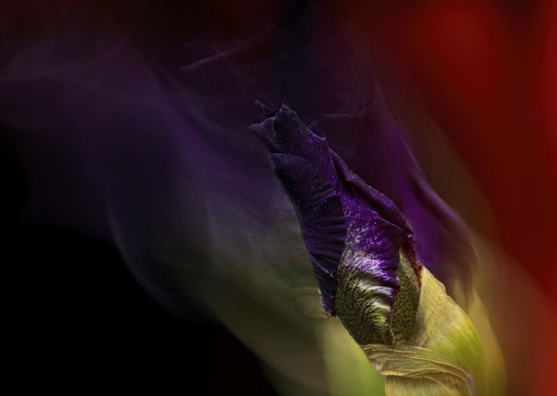 blossom, flowers, green , spring, garden, summer flowers,  summer color, nature, flora, black background, blur purple iris bud фото превью