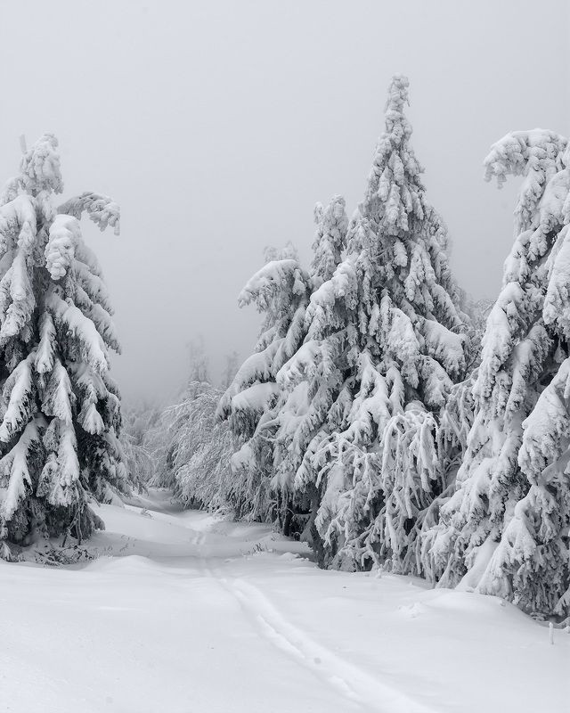 winter, snow, cold, snowing, ice, wintertime, forest, woods, trees, tree, hiking, wood, outdoors, cz, czechrepublic, europe, valassko, beskydy, sigma, nikon, art, white, landscape, blue, clouds, nature, christmas, beauty, scenery, bluehour, outside, xmas На нехоженых дорожкахphoto preview