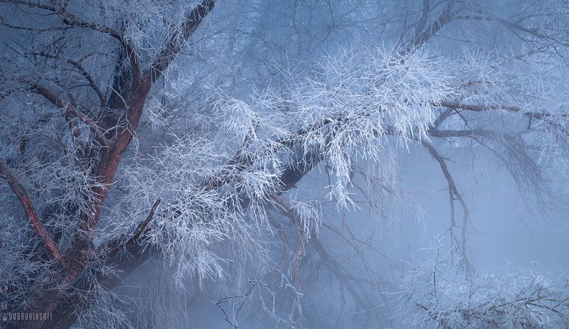 иней, мороз, дерево, ветвь, зима Ветвьphoto preview