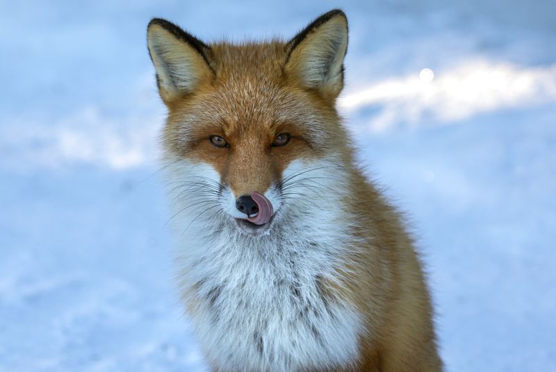 Природа, животные, лиса, хищники, тайга, Сибирь, Югра Лисий портрет фото превью