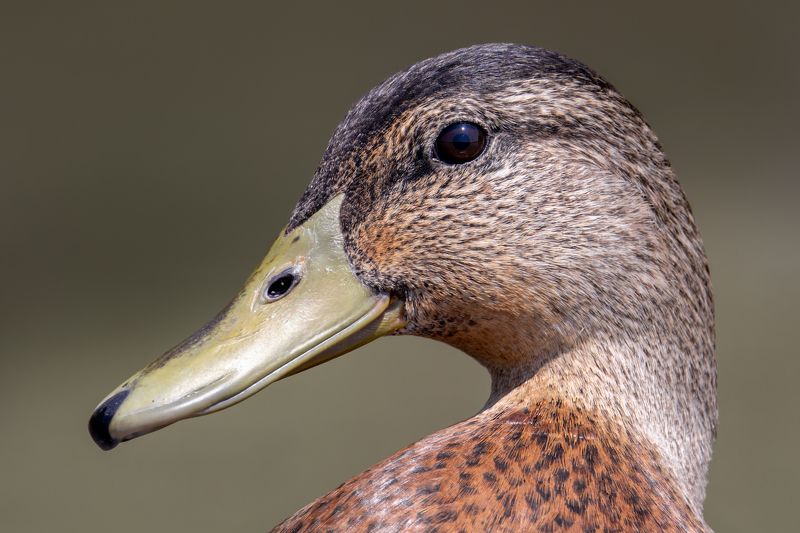 Mallardphoto preview