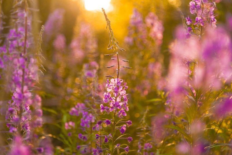 Кипрейphoto preview