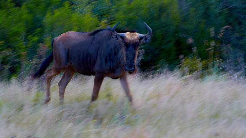 Антилопа гну (ЮАР) фото превью