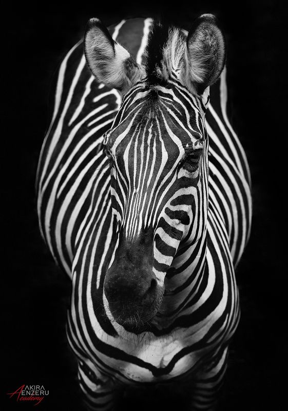 зебры zebra Зебрыphoto preview