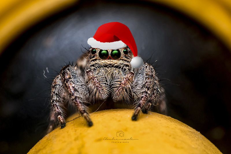 marry chrismas, small, spider, red, macro, oneshot, animal, garden, yellow, black, focus, eyes, legs, long Spiderphoto preview