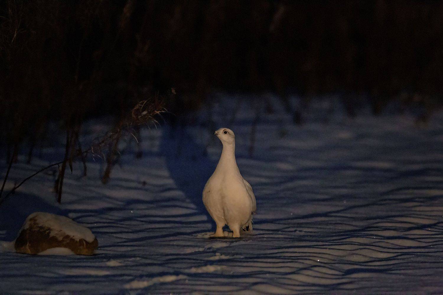 Ночной дозор. Автор: Триер Игорь птицы,курапатка,коми,печора,север,зима,мороз,лес,красота,анималистика,кенон,bird,skomi,pechora,north,winter,, Триер Игорь