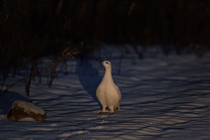 птицы,курапатка,коми,печора,север,зима,мороз,лес,красота,анималистика,кенон,bird,skomi,pechora,north,winter, Ночной дозорphoto preview