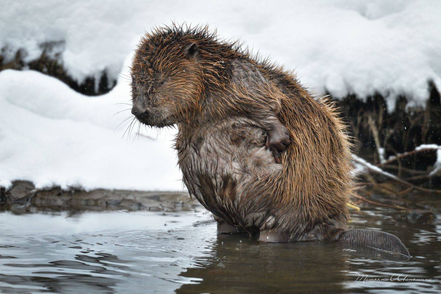 Бобриха. Автор: Татьяна Шаньшина , Татьяна Шаньшина