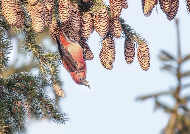 птица, клёст, самец, клёст..photo preview