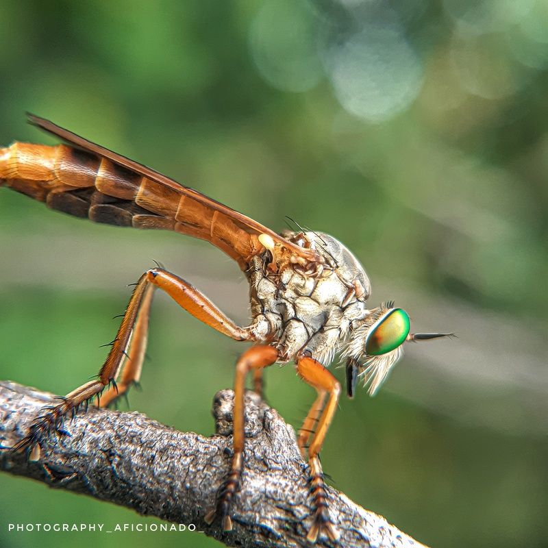 Macro Macro view of ommatius. Mobile photography photo preview