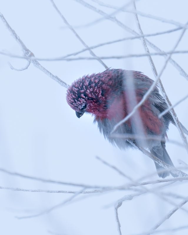 -42°…photo preview