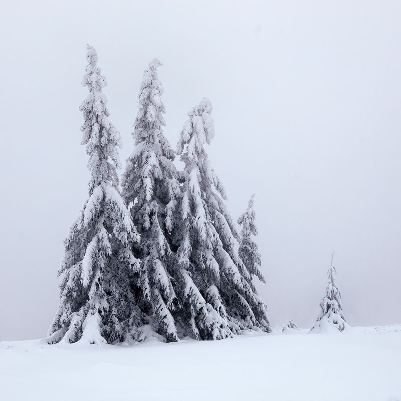 winter, snow, cold, snowing, ice, wintertime, forest, woods, trees, tree, hiking, wood, outdoors, cz, czechrepublic, europe, valassko, beskydy, sigma, nikon, art, white, landscape, blue, clouds, nature, christmas, beauty, scenery, bluehour, outside, xmas Адвентphoto preview
