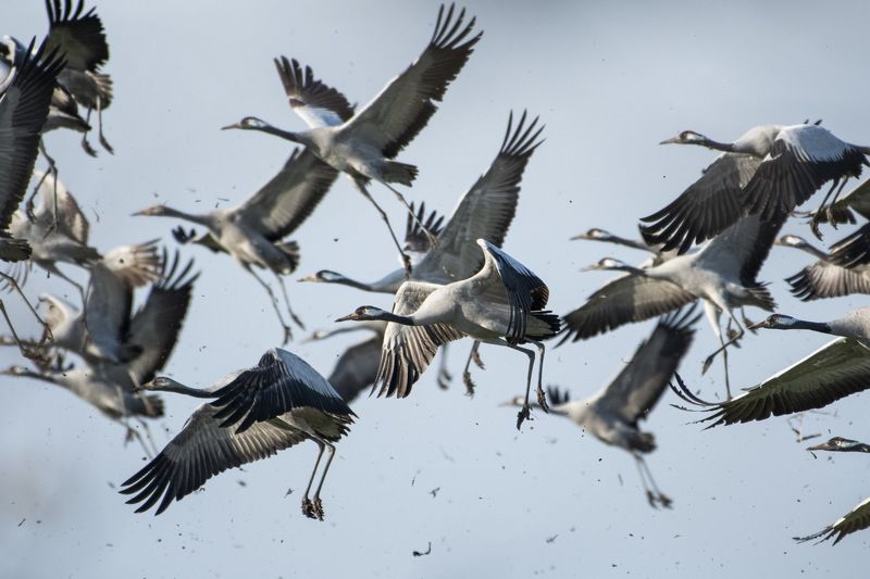 For more wildlife photos, follow the Instagram profile @divlja_srbijaphoto preview