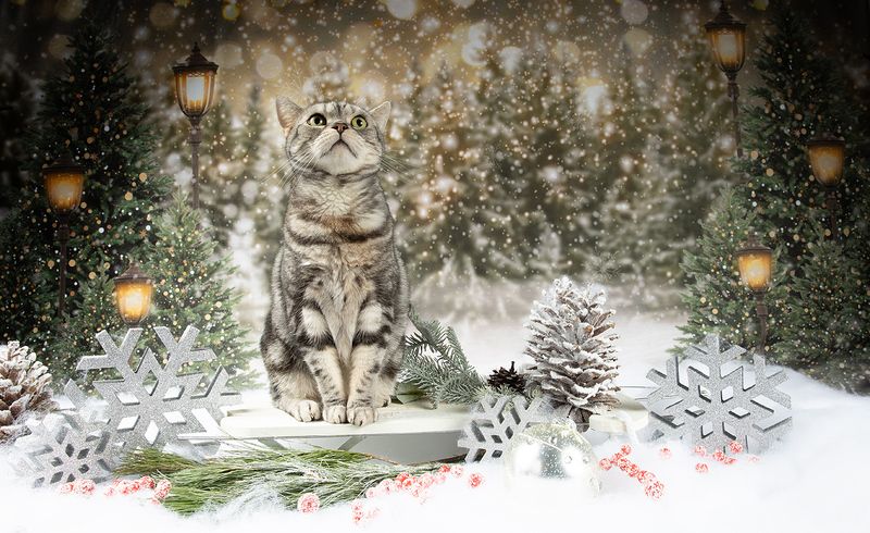 сat, кошка, животные, кошки,  новый год, американский короткошерстный кот, american shorthair cat, матильда, ragdoll cat Котики к Праздникам! Всех С Наступающим Новым Годом!photo preview