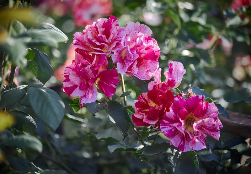 Картинки прошедшего лета… Роза - Эдгар Дега, серия художники-импрессионисты, флорибунда,  Delbard Франция. Мой Сад. Москваphoto preview