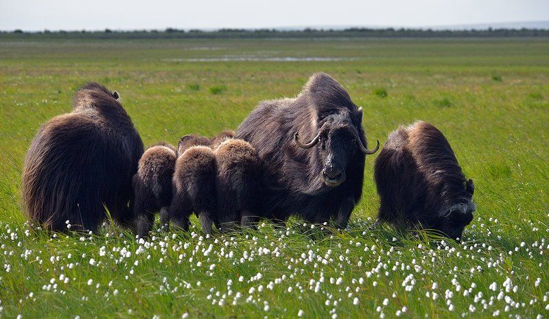 Овцебыкиphoto preview