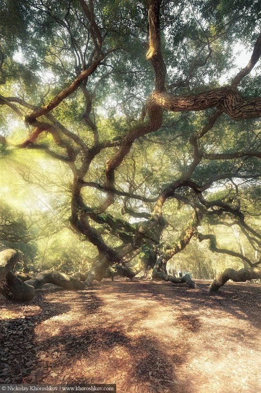 #AngelOakTree, #forest, #landscape, #SouthCarolina, #USA, #пейзаж, #США Magic Forestphoto preview