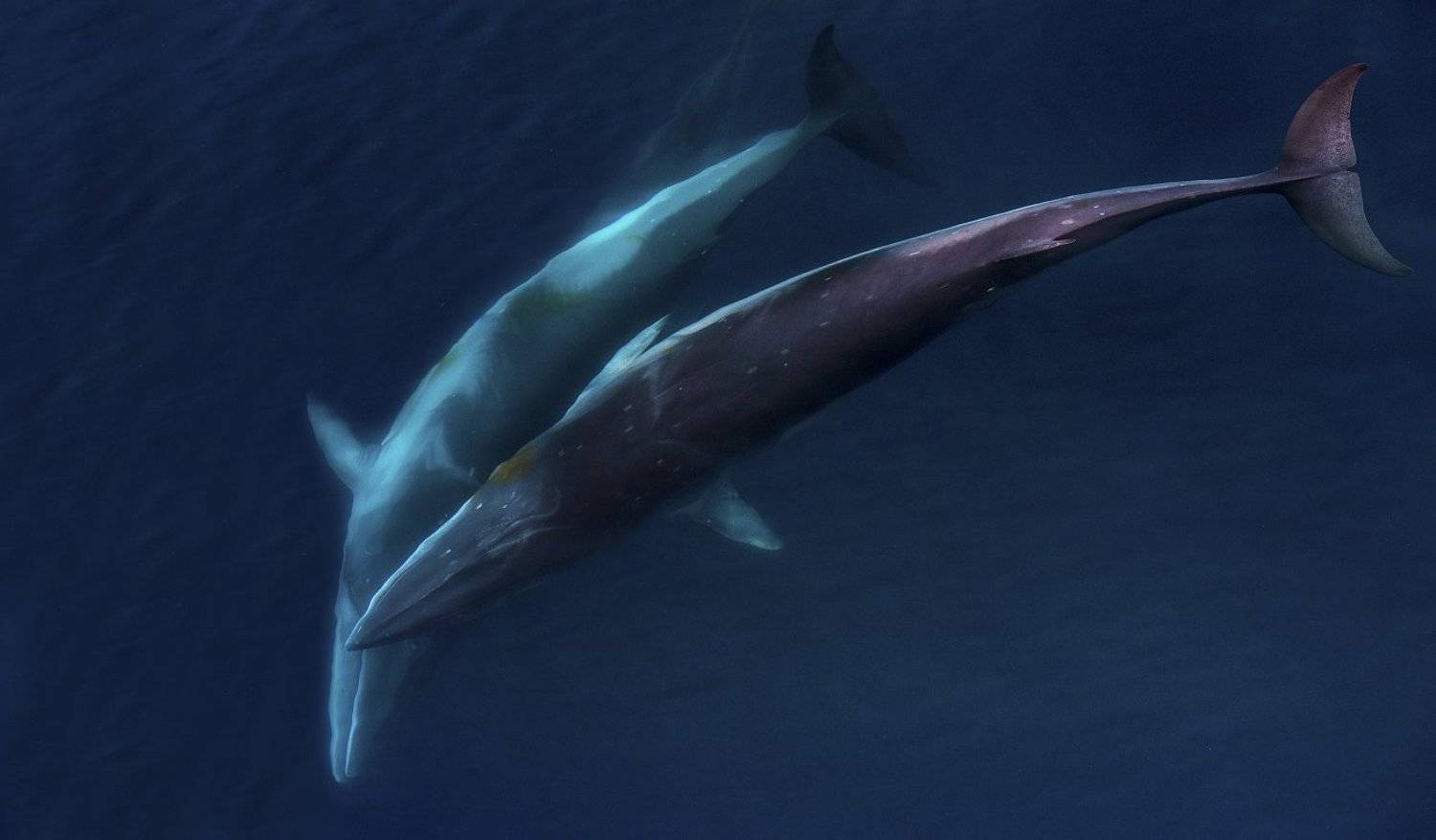 Танцы втроем. Автор: Руслан Елисеев антарктика, Руслан Елисеев