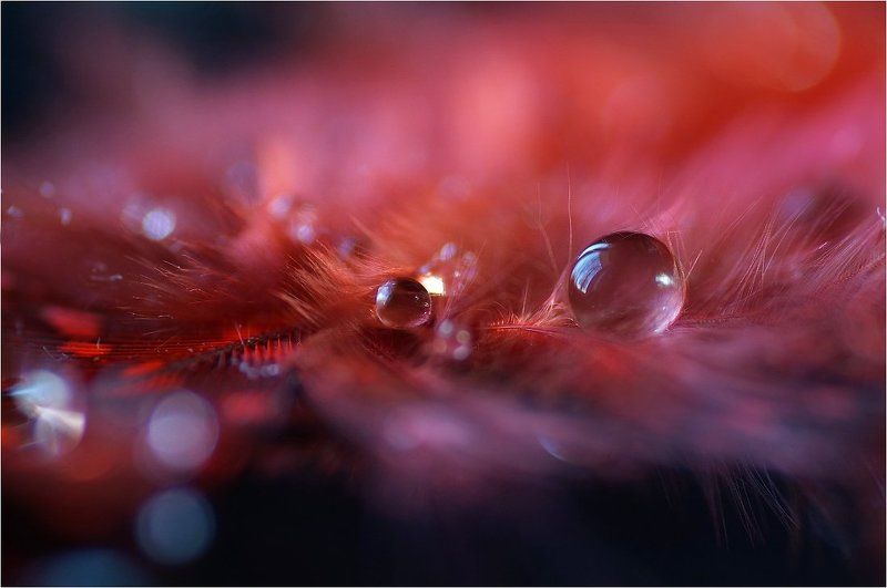 Фантазии 2 (с перышками и каплями)photo preview