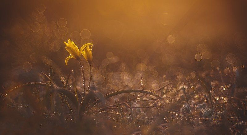 ...солнечные...photo preview