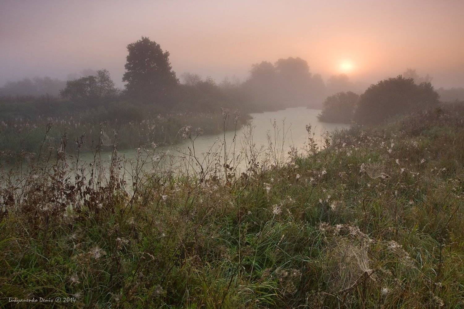 2014, россия, калужская область, деревья, огубь, осень, паутина, пейзаж, река, солнце, трава, туман, утро, Денис Лукьяненко