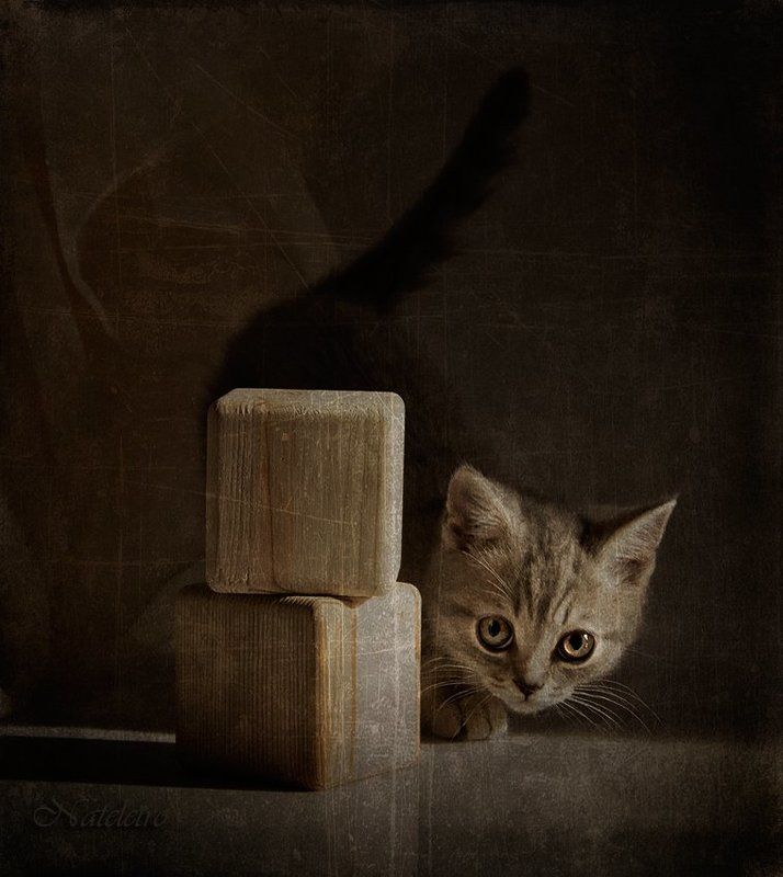 натюркотики игрушки кубики котёнок кошка игра ~***~photo preview