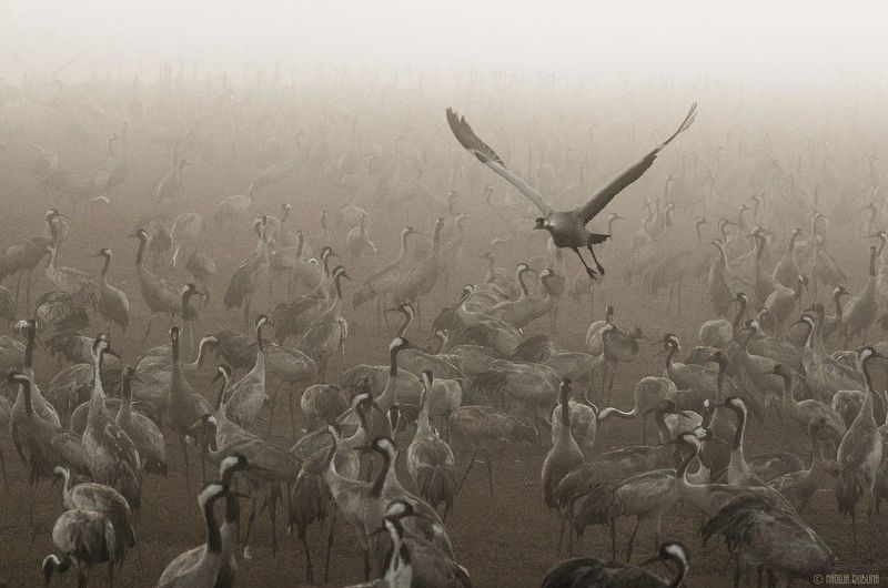 Журавли, Полёт, Природа, Птицы, Серые журавли, Туман, Утро Журавушки в  Тумане ...photo preview