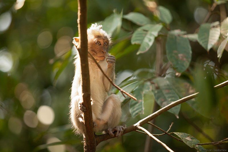 Маленький философphoto preview