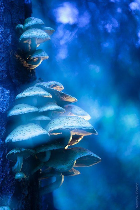 грибы чешуйчатки  Dreamworldphoto preview