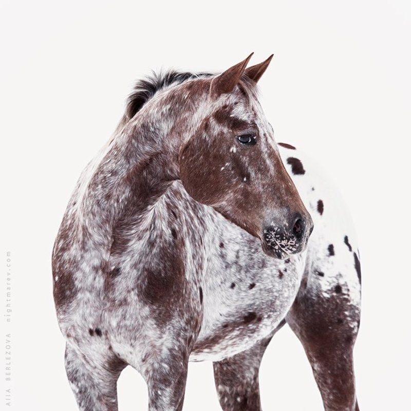 Appaloosa, Horse, Spot, Western UTC MS Snufflepagusphoto preview