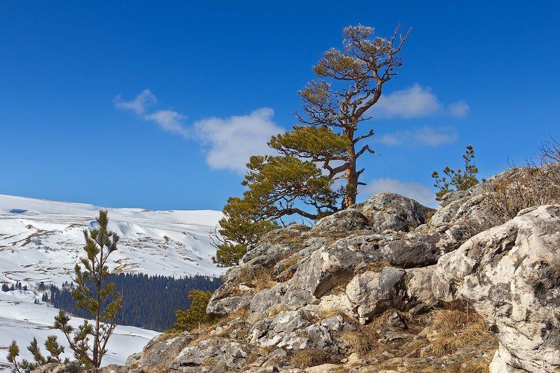 Одинокий стражphoto preview