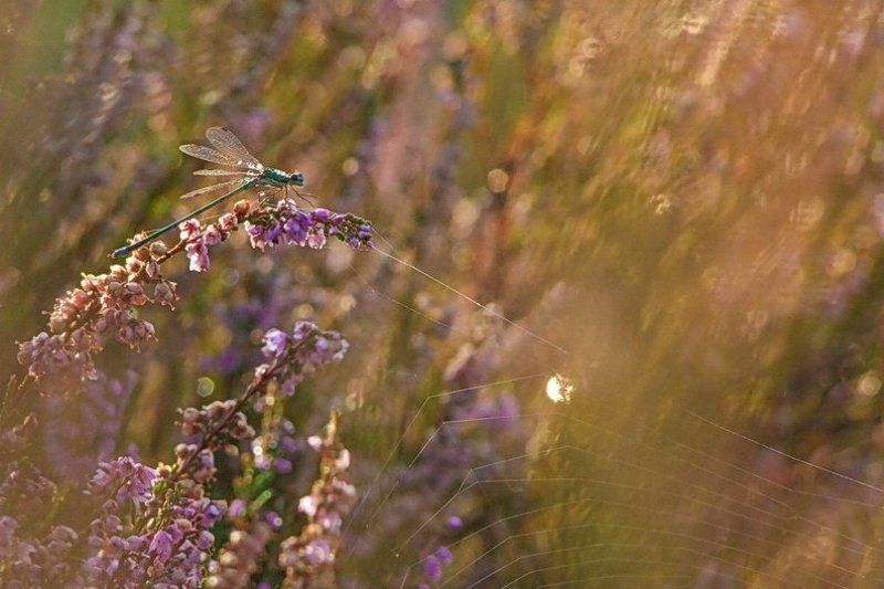 вереск, насекомые, паутина, стрекоза, труженица, цветы Труженица. Пряжу прядет.photo preview