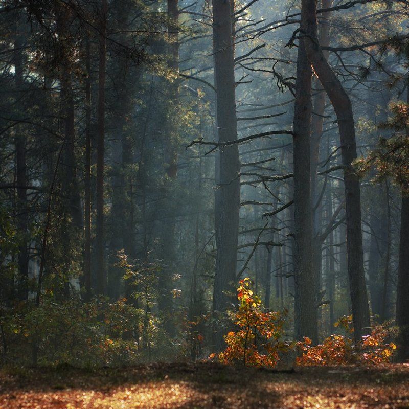 Вилейщина, Лес Утро в осеннем лесуphoto preview