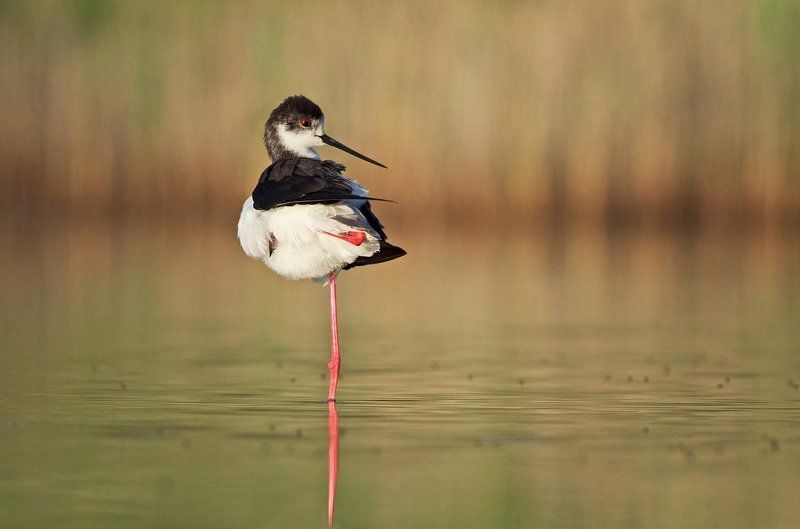black-winged stilt, himantopus himantopus, кокилобегач, ходулочник Йога по утрам фото превью