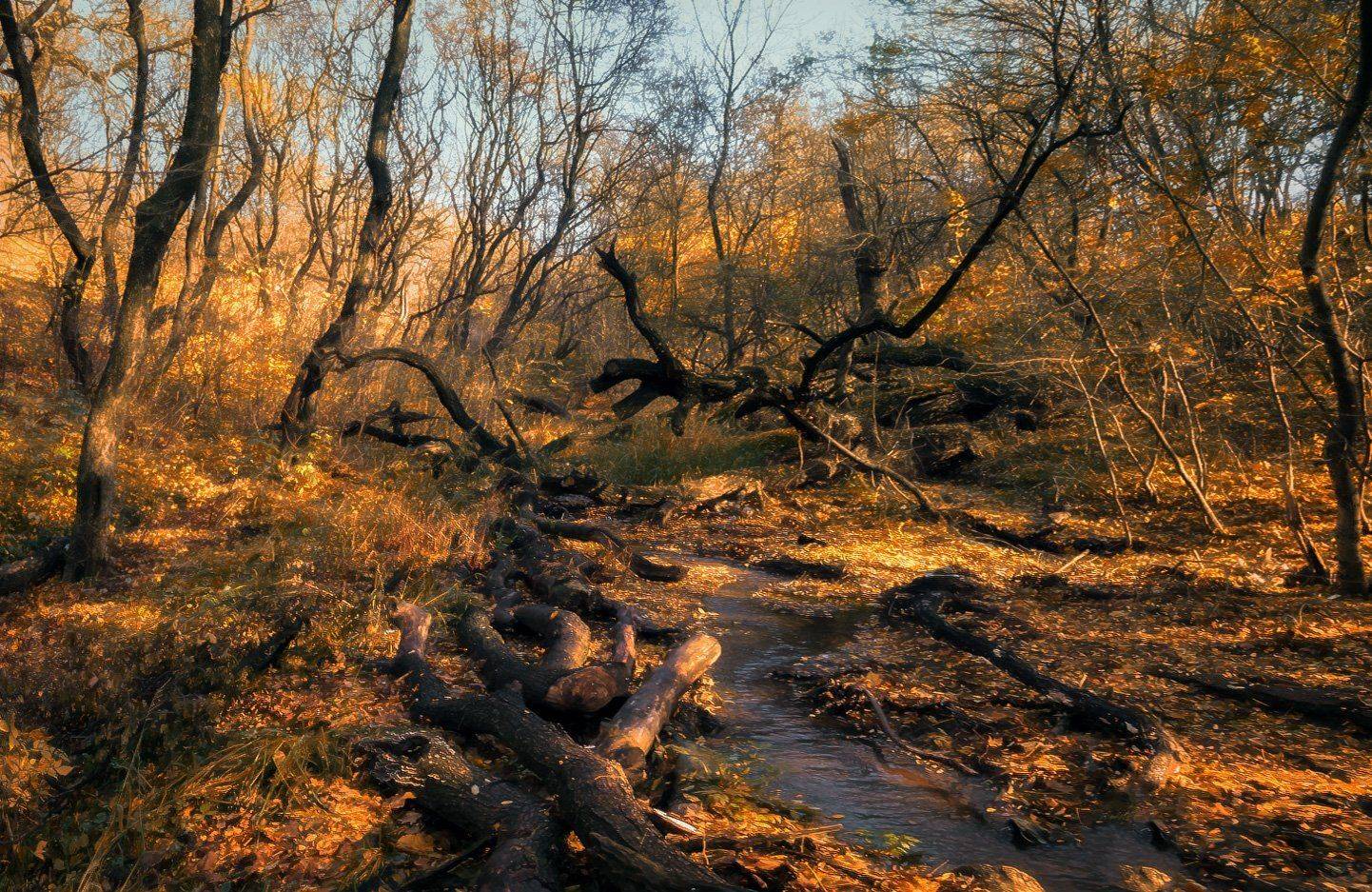 Бродя в осенних дебрях.... Автор: Игорь Мелекесцев , Игорь Мелекесцев