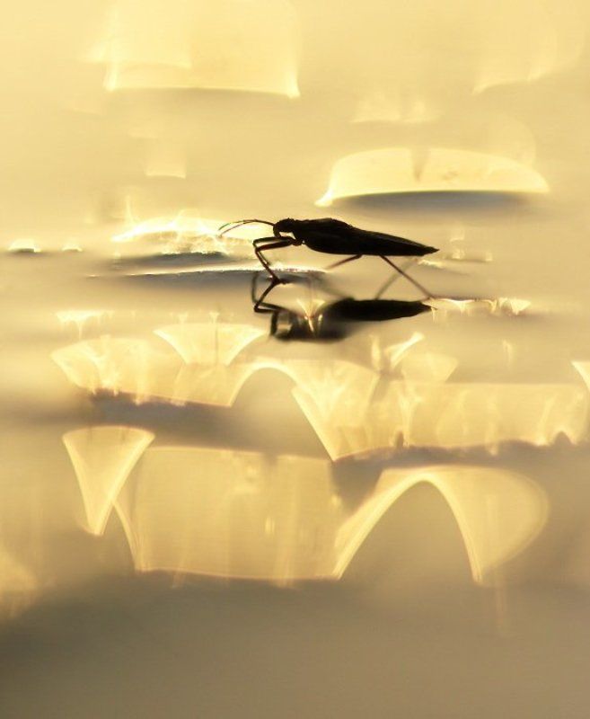 Золотая водаphoto preview