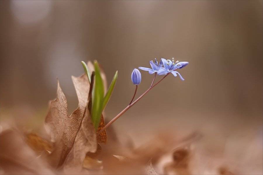 , Наталья Ова