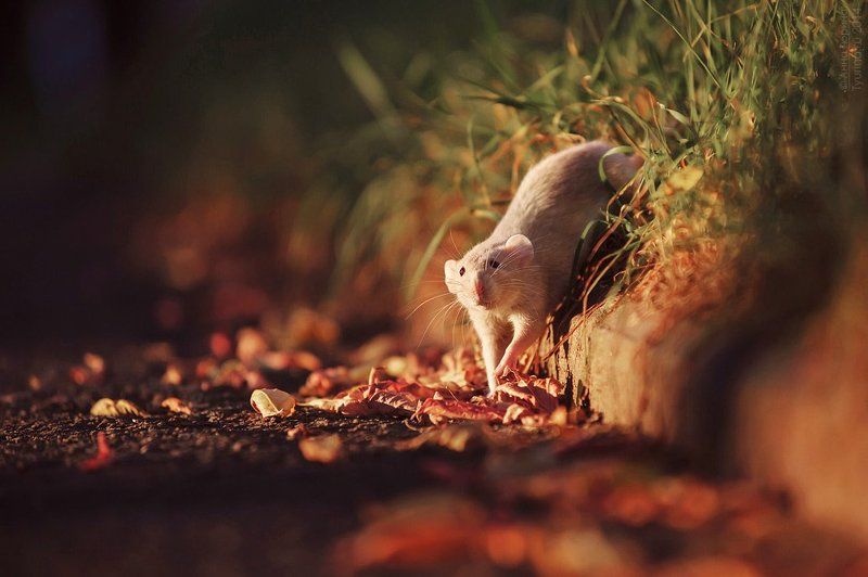 Крыса на прогулкеphoto preview