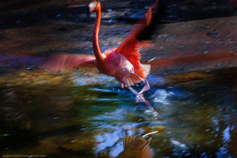 Animal, Animals, Dance, Flamingo, Танец, Фламинго Dancephoto preview