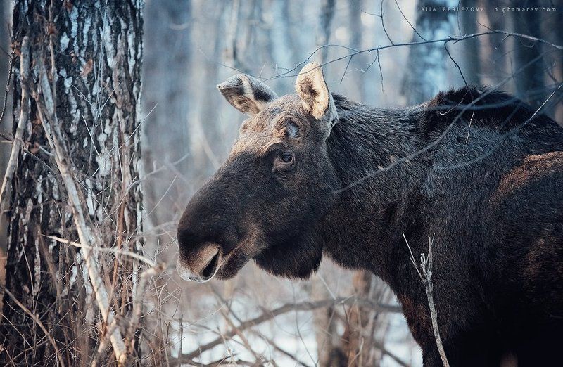Forest, Moose, Spring, Весна, Лес, Лось .photo preview