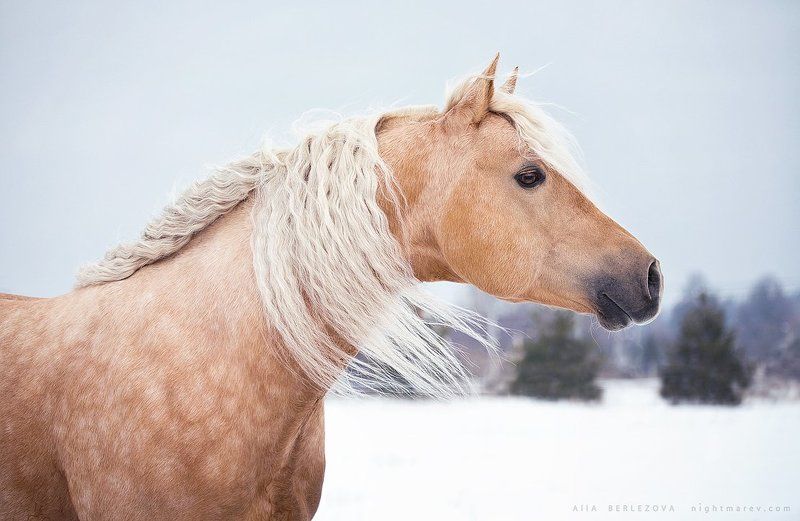 American quarter horse, Long, Mane, Winter, Лошадь BF Golden Playerphoto preview